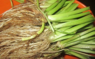 芹菜根怎么吃？有什么营养价值？