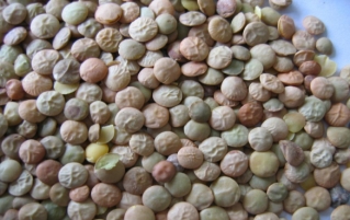 如何冷冻小扁豆？有什么作用？