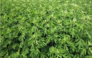 艾草的功效与作用