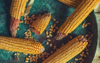 玉米是蔬菜或者水果吗？