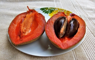 马米果是什么？有什么功效和作用？