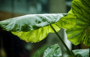 芋叶能吃吗？芋叶的12个功效和作用