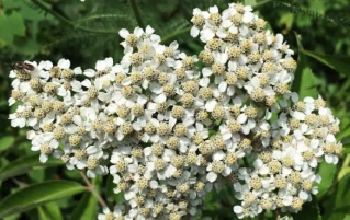 蓍草的11大健康功效与作用