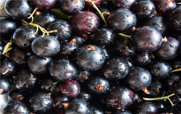 每一个醋栗浆果直径约1厘米,深紫色,几乎黑色,有光泽的皮肤,顶端有一