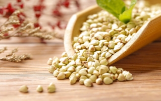 荞麦的功效与作用和营养价值