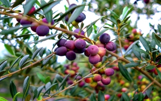 橄榄能帮你减肥吗？