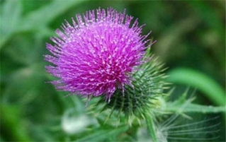 奶蓟能预防或治疗宿醉吗？