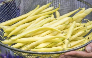 烹调美味黄荚种菜豆的4种方法
