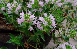 新鲜百里香与干百里香的食用选取